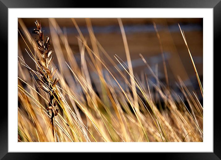 Into the dunes Framed Mounted Print by Amy Copp