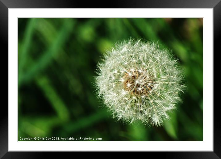 Dandelion Seed Head Framed Mounted Print by Chris Day