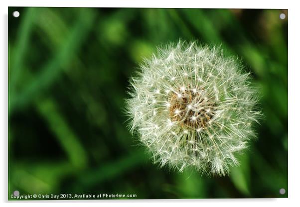 Dandelion Seed Head Acrylic by Chris Day