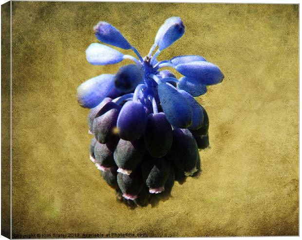 Grape Hyacinth Canvas Print by Kim Slater