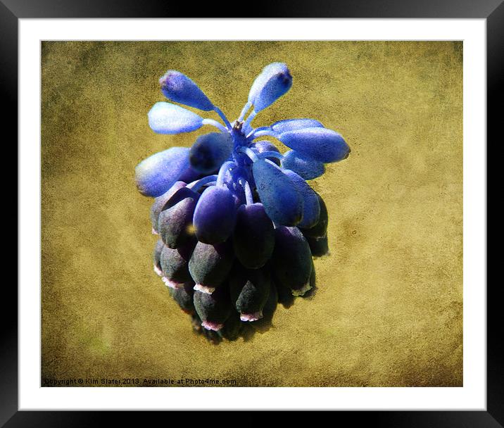 Grape Hyacinth Framed Mounted Print by Kim Slater