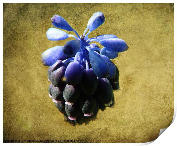 Grape Hyacinth Print by Kim Slater