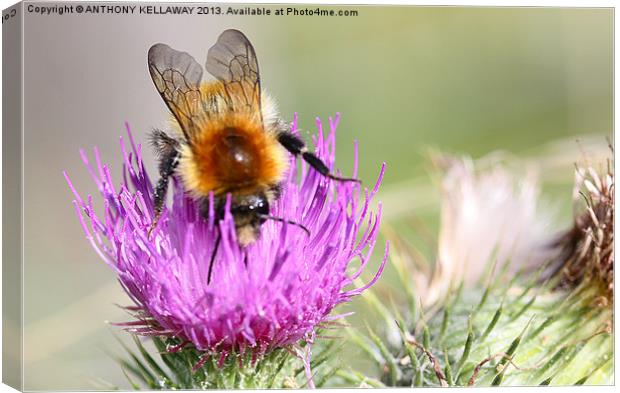 Cuckoo bee on thistle Canvas Print by Anthony Kellaway