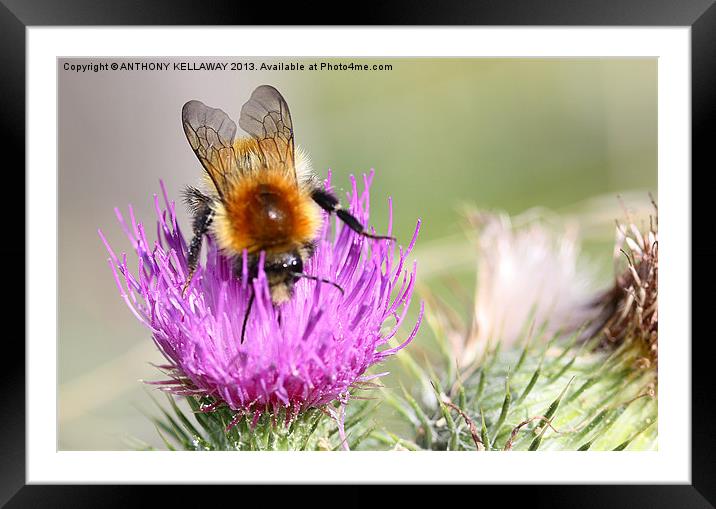 Cuckoo bee on thistle Framed Mounted Print by Anthony Kellaway