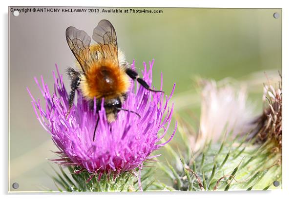 Cuckoo bee on thistle Acrylic by Anthony Kellaway