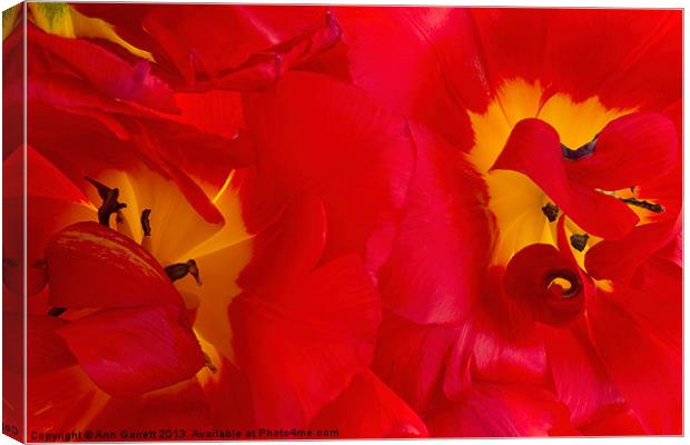 Two Red Tulips Canvas Print by Ann Garrett