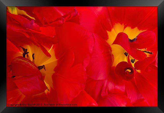 Two Red Tulips Framed Print by Ann Garrett