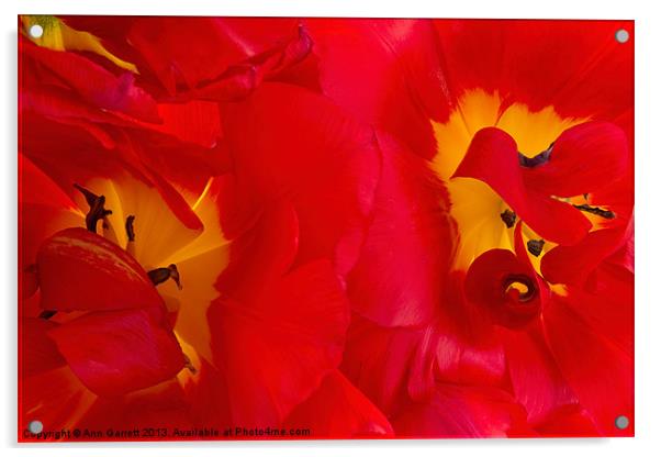 Two Red Tulips Acrylic by Ann Garrett