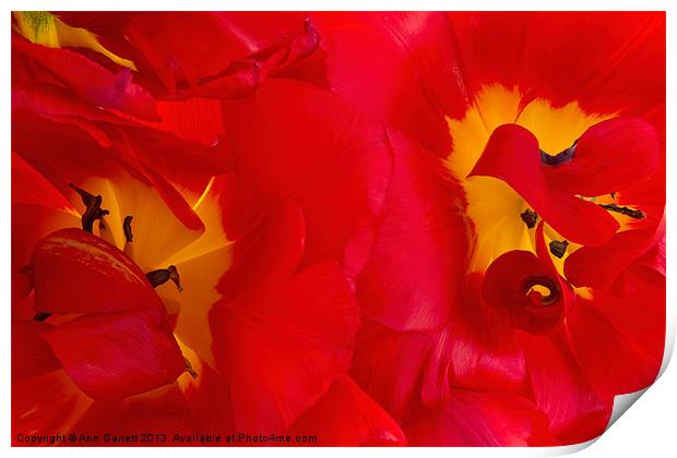 Two Red Tulips Print by Ann Garrett