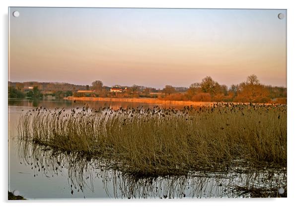 Marsworth Reservoir Acrylic by graham young