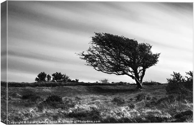 Wind Swept Canvas Print by Dave Hayward