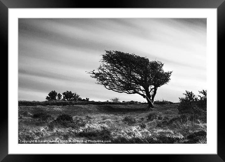 Wind Swept Framed Mounted Print by Dave Hayward