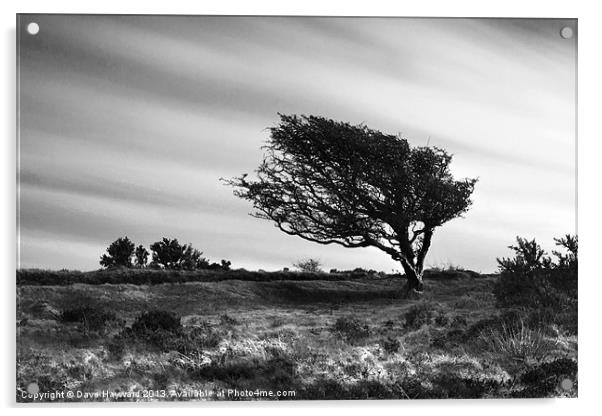 Wind Swept Acrylic by Dave Hayward