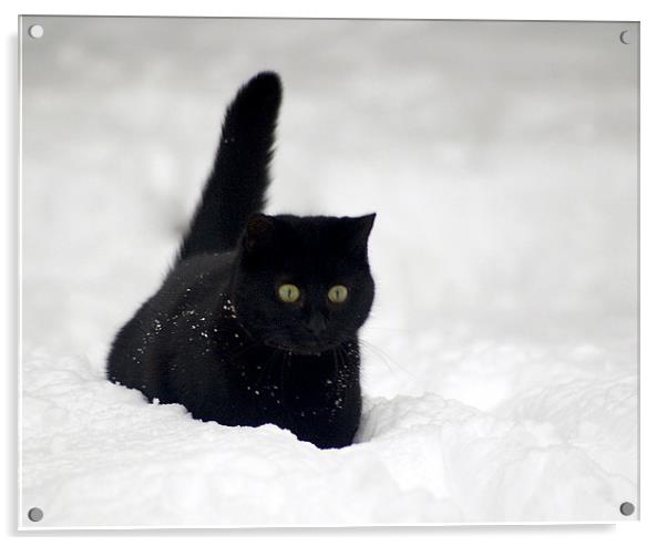 Snow Cat Acrylic by Tracy Hughes
