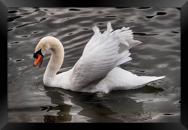White swan, bathing. Framed Print by Tracy Hughes