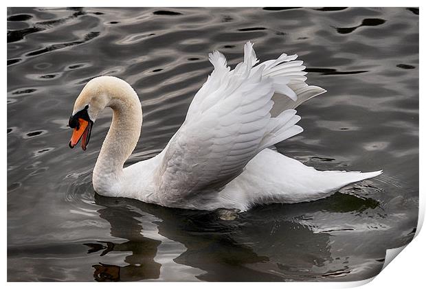 White swan, bathing. Print by Tracy Hughes