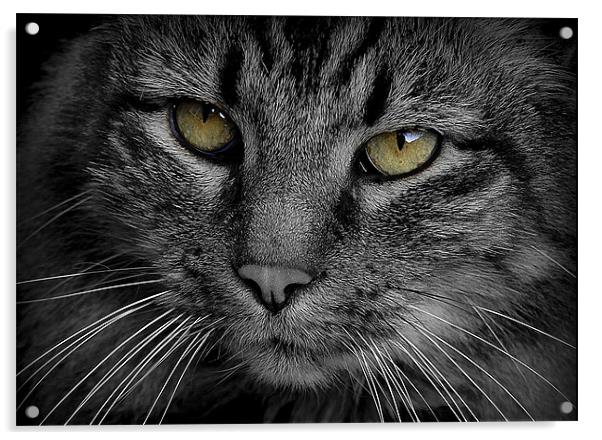 Cats Eyes Acrylic by Tracy Hughes