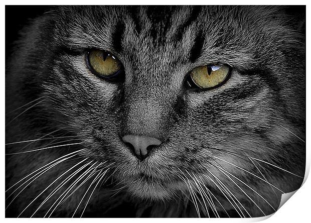 Cats Eyes Print by Tracy Hughes