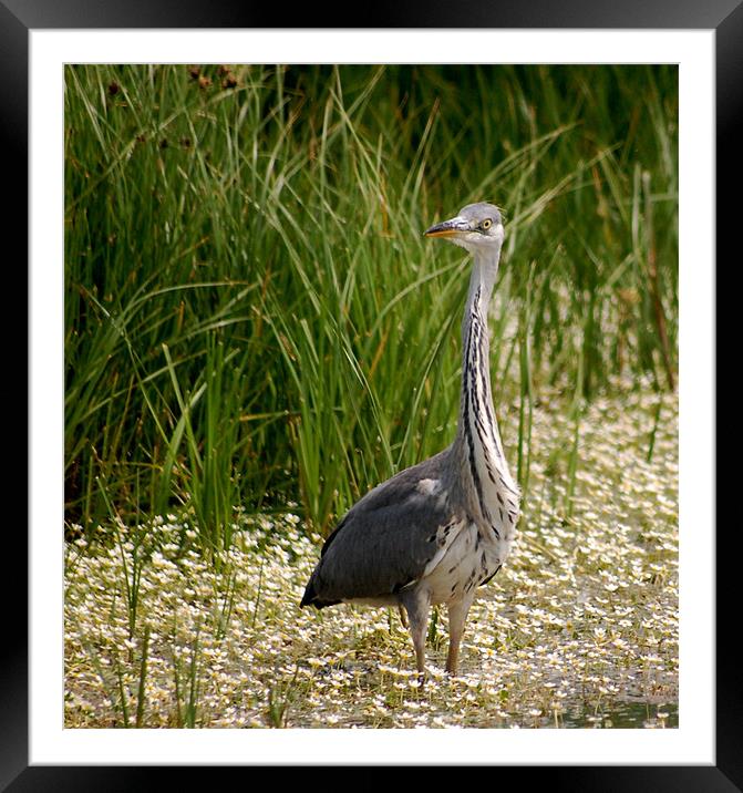 Heron Framed Mounted Print by Tracy Hughes