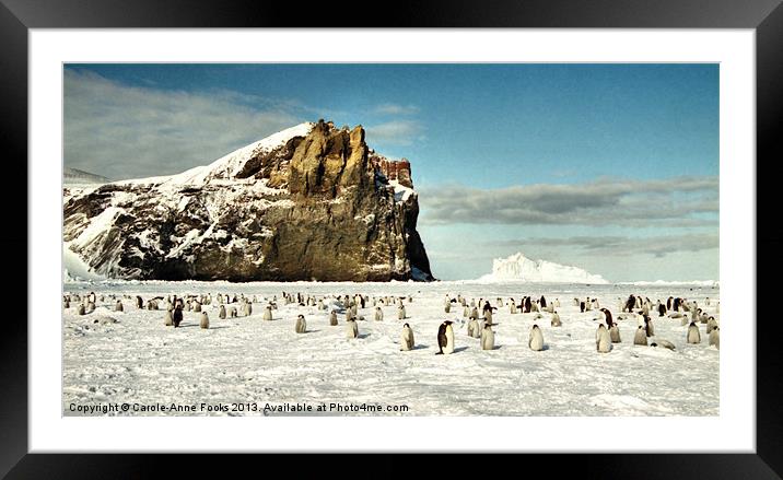 Emperor Penguin Colony Cape Washington Antarctica Framed Mounted Print by Carole-Anne Fooks