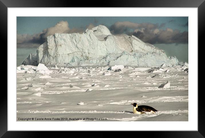 Emperor Penguin Cape Washington Antarctica Framed Mounted Print by Carole-Anne Fooks