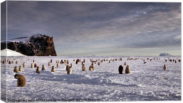 Emperor Penguin Colony Cape Washington Antarctica Canvas Print by Carole-Anne Fooks