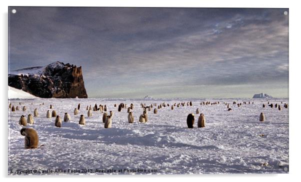 Emperor Penguin Colony Cape Washington Antarctica Acrylic by Carole-Anne Fooks