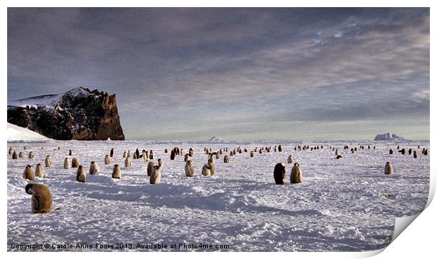 Emperor Penguin Colony Cape Washington Antarctica Print by Carole-Anne Fooks