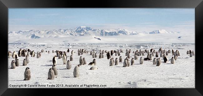 Emperor Penguin Colony Cape Washington Antarctica Framed Print by Carole-Anne Fooks