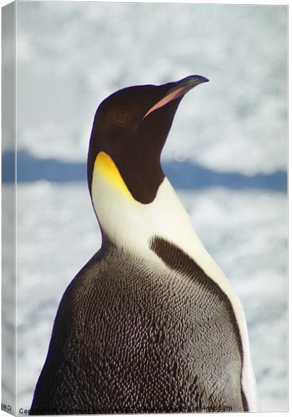Emperor Penguin Portrait Antarctica Canvas Print by Carole-Anne Fooks