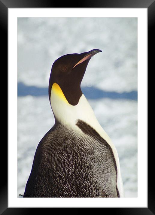 Emperor Penguin Portrait Antarctica Framed Mounted Print by Carole-Anne Fooks