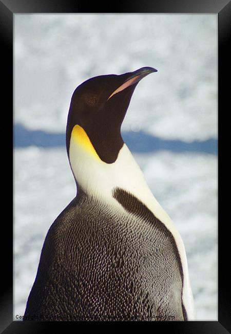 Emperor Penguin Portrait Antarctica Framed Print by Carole-Anne Fooks