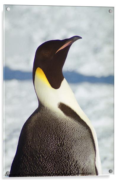 Emperor Penguin Portrait Antarctica Acrylic by Carole-Anne Fooks