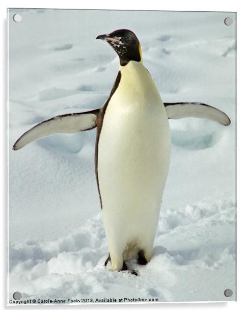 Emperor Penguin Portrait Antarctica Acrylic by Carole-Anne Fooks