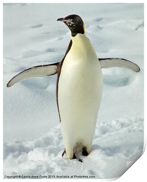 Emperor Penguin Portrait Antarctica Print by Carole-Anne Fooks