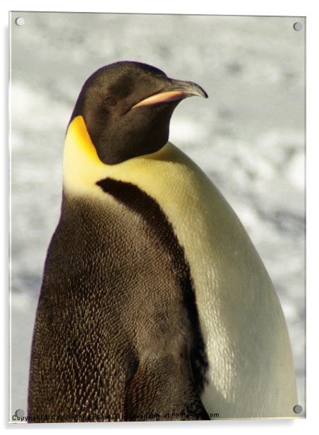 Emperor Penguin Portrait Acrylic by Carole-Anne Fooks