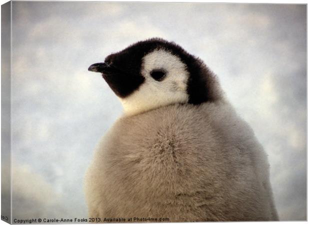 Emperor Penguin Chick Portrait Antarctica Canvas Print by Carole-Anne Fooks