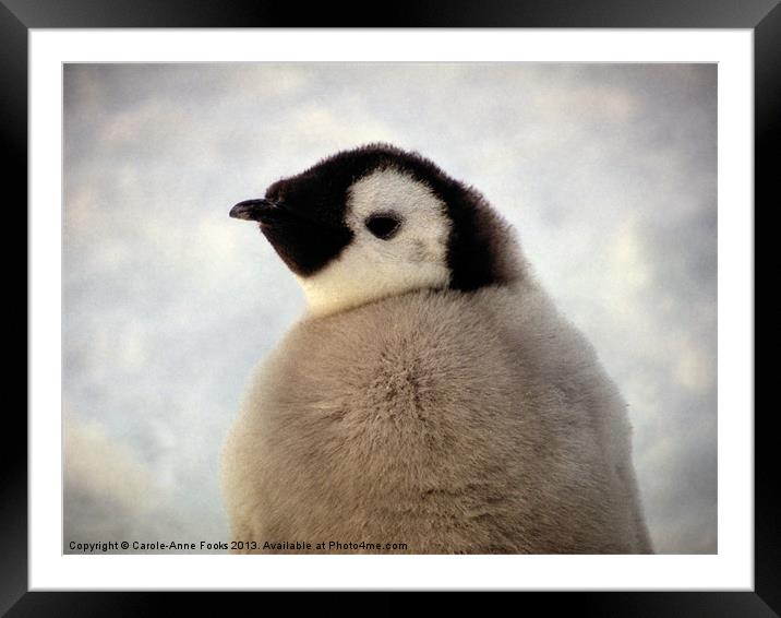 Emperor Penguin Chick Portrait Antarctica Framed Mounted Print by Carole-Anne Fooks