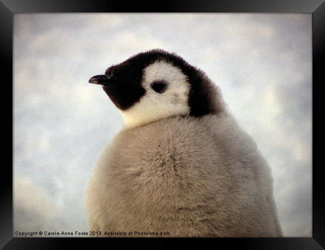 Emperor Penguin Chick Portrait Antarctica Framed Print by Carole-Anne Fooks