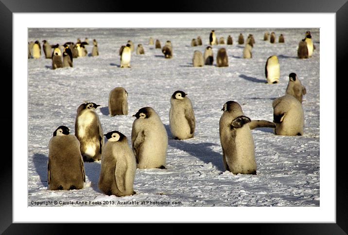 Emperor Penguin Chicks Antarctica Framed Mounted Print by Carole-Anne Fooks