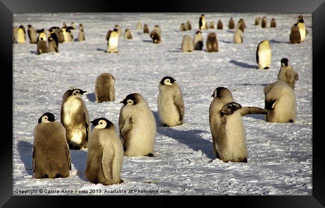 Emperor Penguin Chicks Antarctica Framed Print by Carole-Anne Fooks