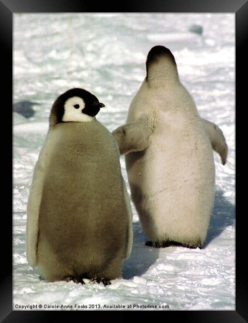 Emperor Penguin Chicks Antarctica Framed Print by Carole-Anne Fooks