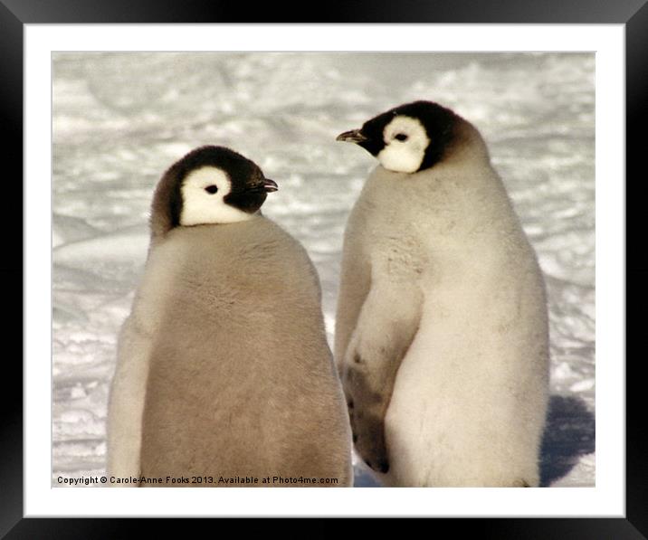 Emperor Penguin Chicks Antarctica Framed Mounted Print by Carole-Anne Fooks