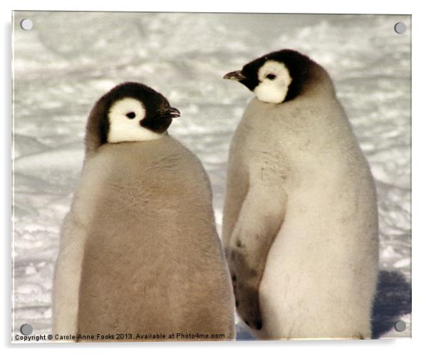 Emperor Penguin Chicks Antarctica Acrylic by Carole-Anne Fooks