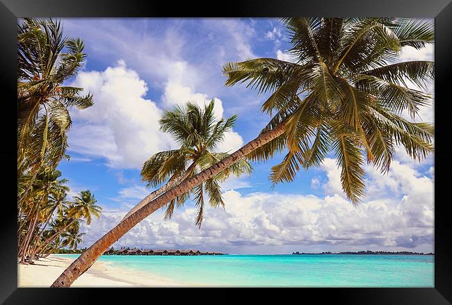 Whispering Palms. Maldives Framed Print by Jenny Rainbow