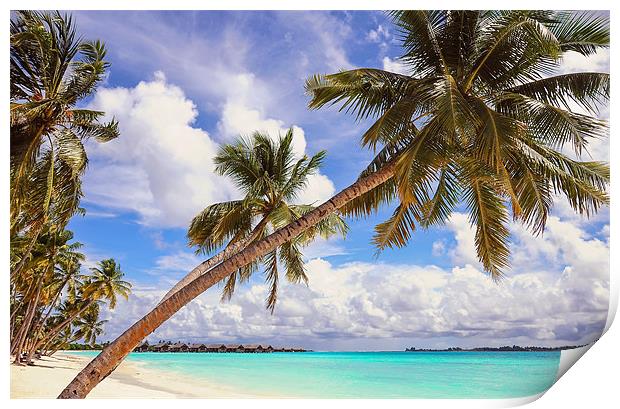 Whispering Palms. Maldives Print by Jenny Rainbow