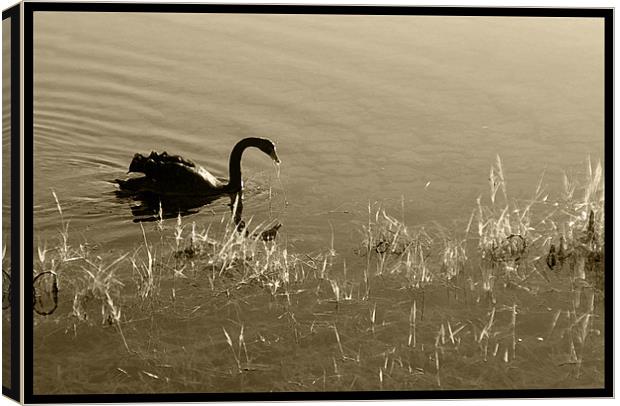 Sepia Swan  Canvas Print by Rozlen Willoughby