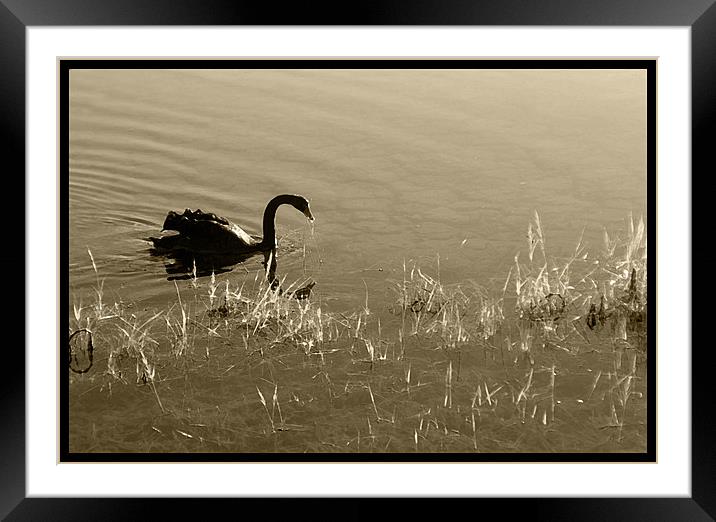 Sepia Swan  Framed Mounted Print by Rozlen Willoughby