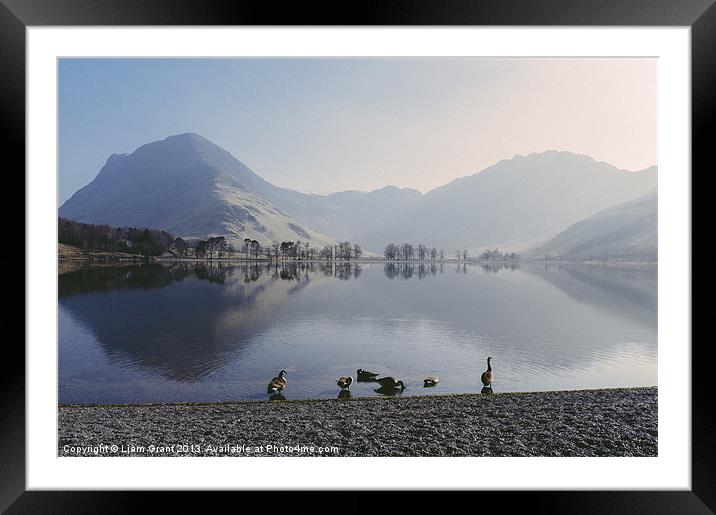 Geese on Buttermere. Lake District, Cumbria, UK. Framed Mounted Print by Liam Grant