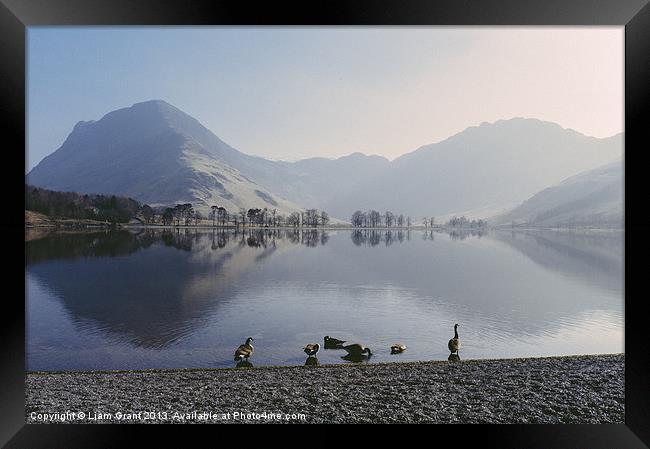 Geese on Buttermere. Lake District, Cumbria, UK. Framed Print by Liam Grant